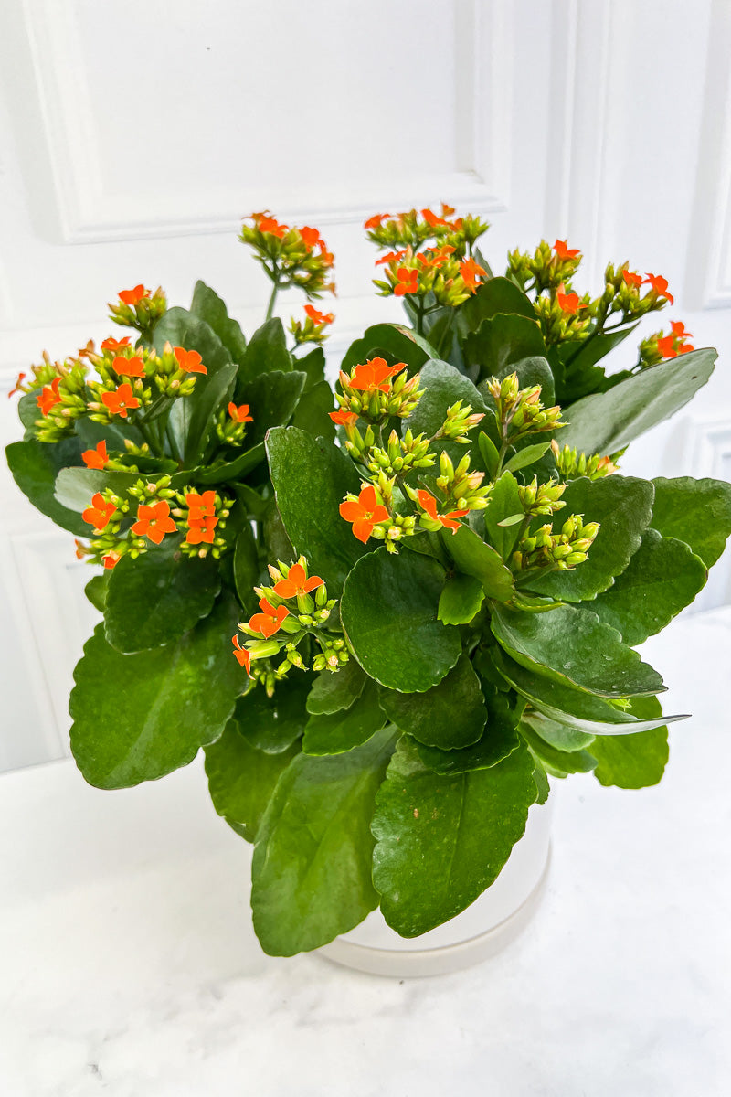 Kalanchoe, Orange  6"