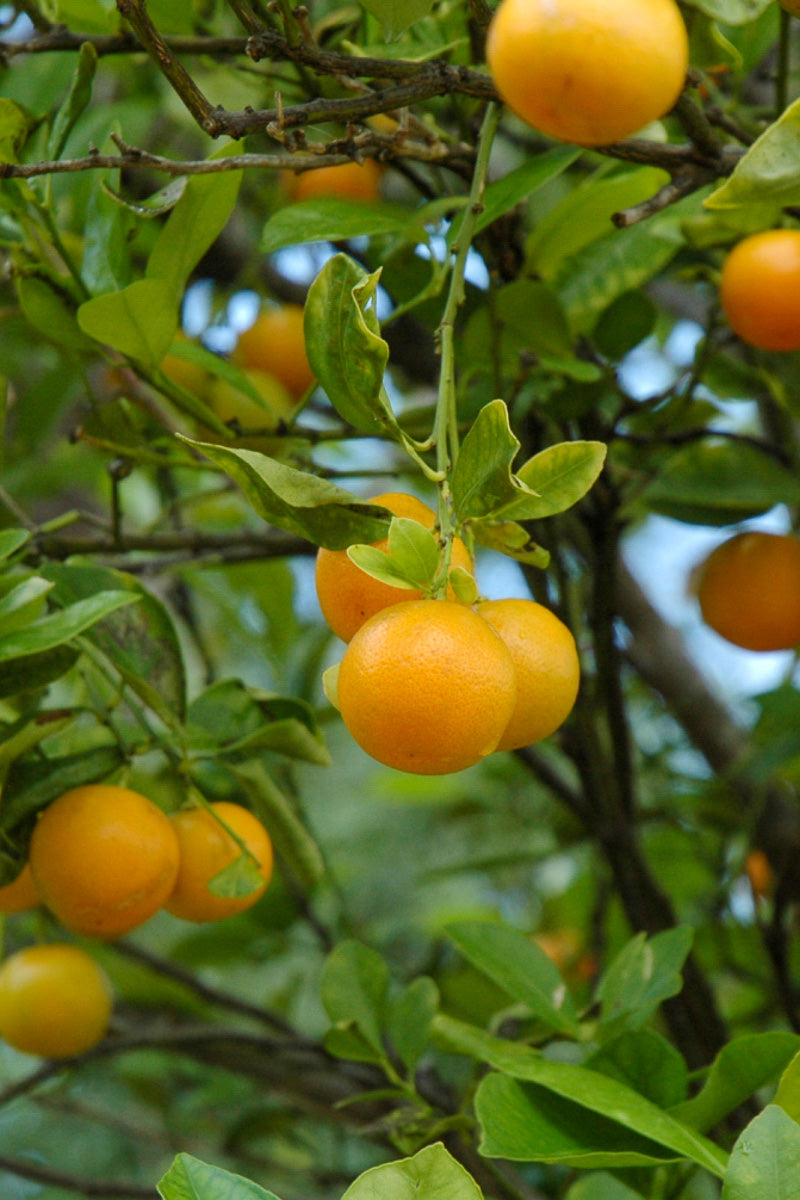 calamondin orange tree indoor Citrus, Calamondin 12" Hanging Basket – Chalet