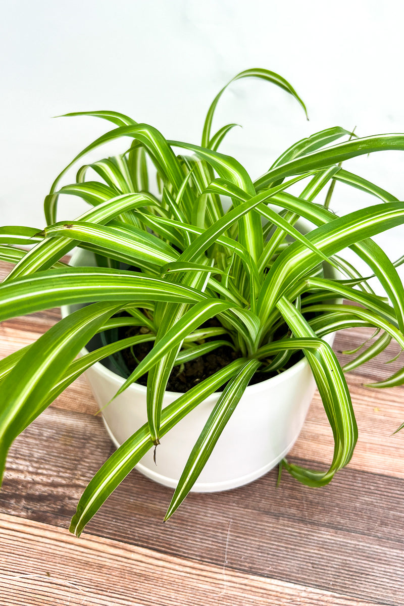 Spider Plant, Variegated  6"