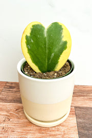 Var Heart Leafed Wax Plant 4"