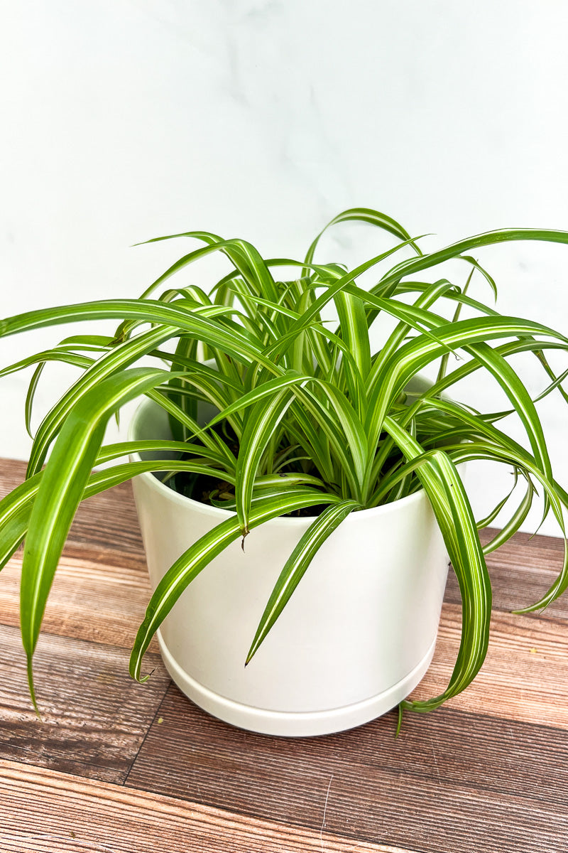 Spider Plant, Variegated  6"