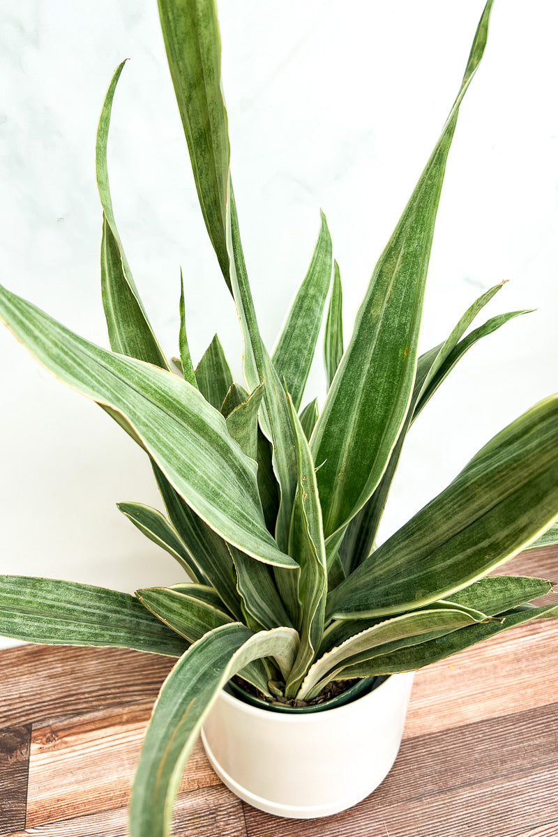 Sansevieria, Bantel's Sensation 10"