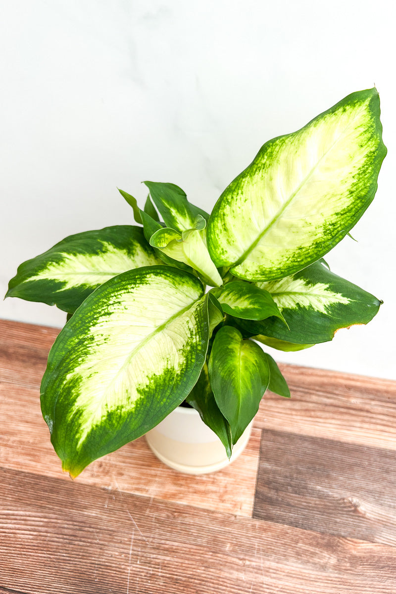 Dieffenbachia, Dumb Cane, Tropic Marianne 6"