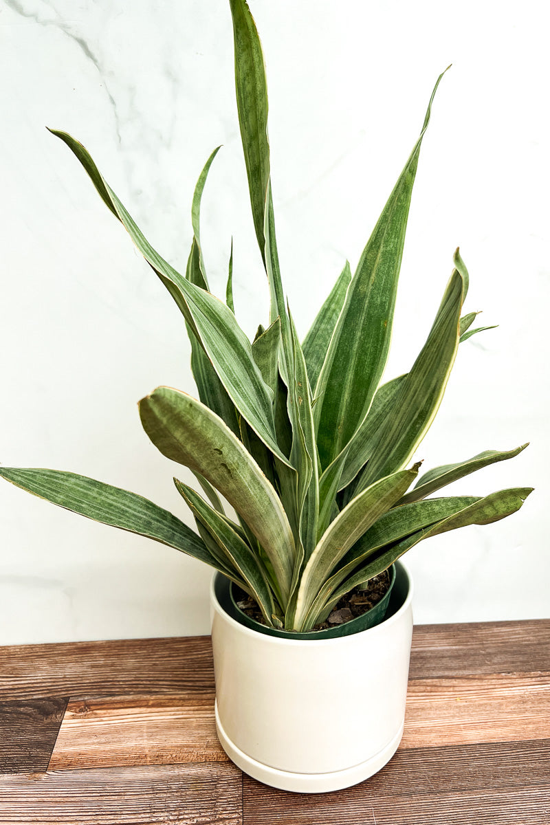 Snake Plant, Bantel's Sensation 6"