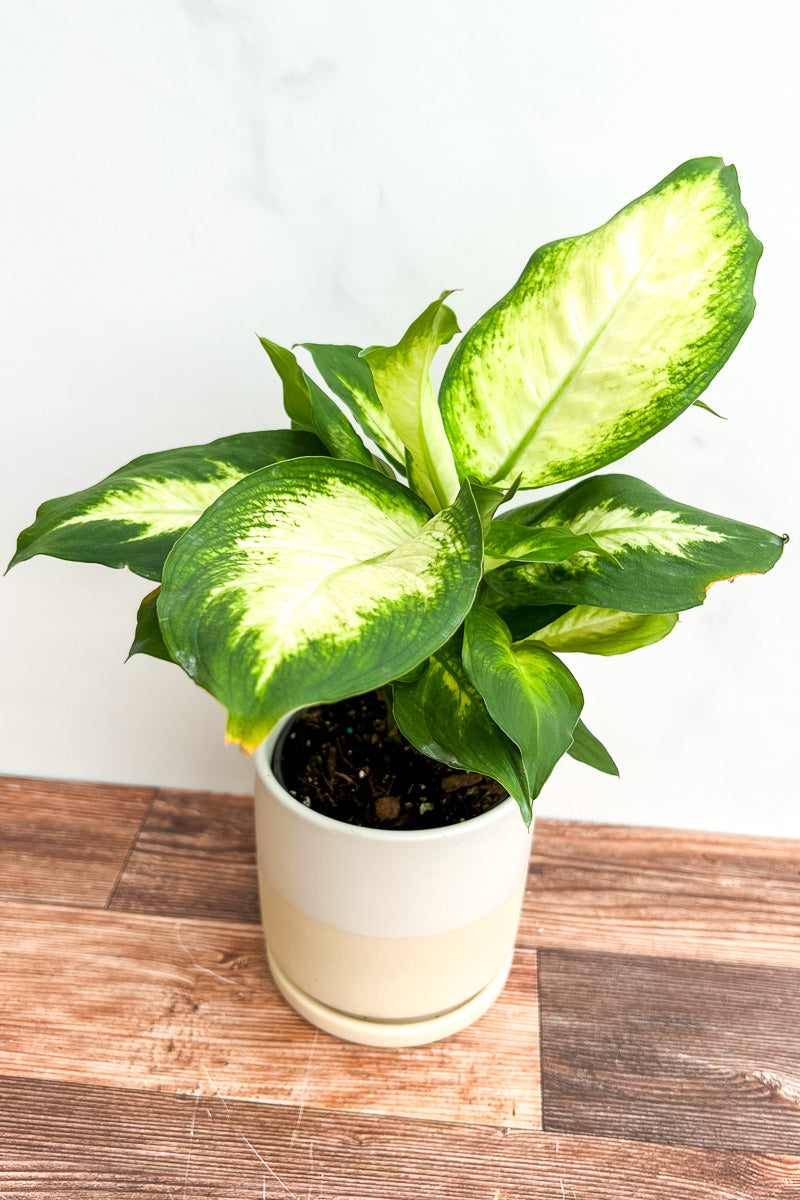 Dieffenbachia, Dumb Cane, Tropic Marianne 6"