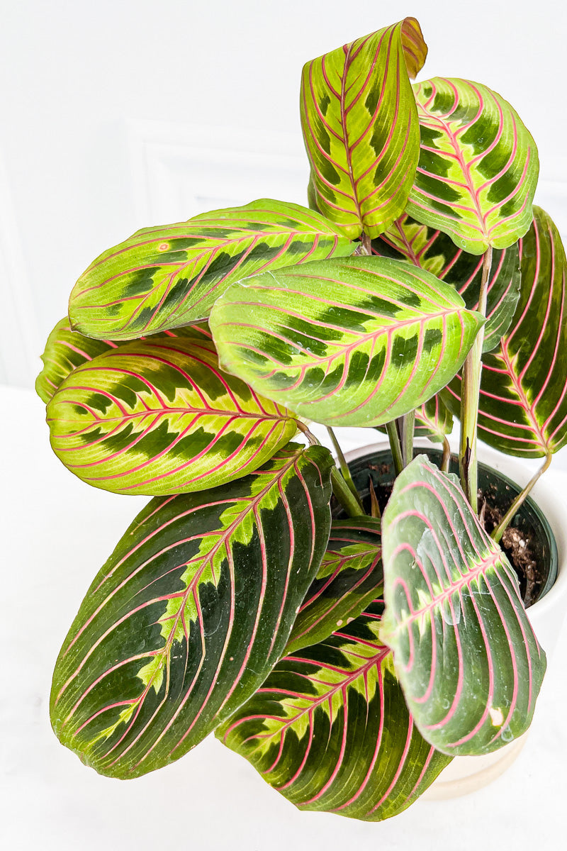 Prayer Plant, Red Veined 4"