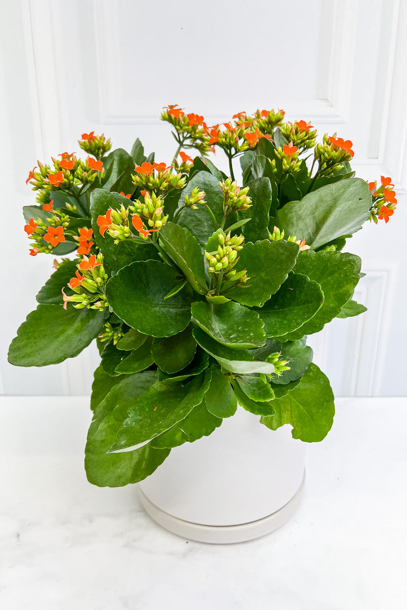 Kalanchoe, Orange  6"