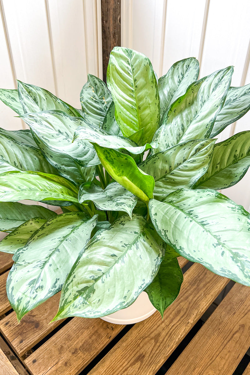 Chinese Evergreen, BJ Freeman 10"