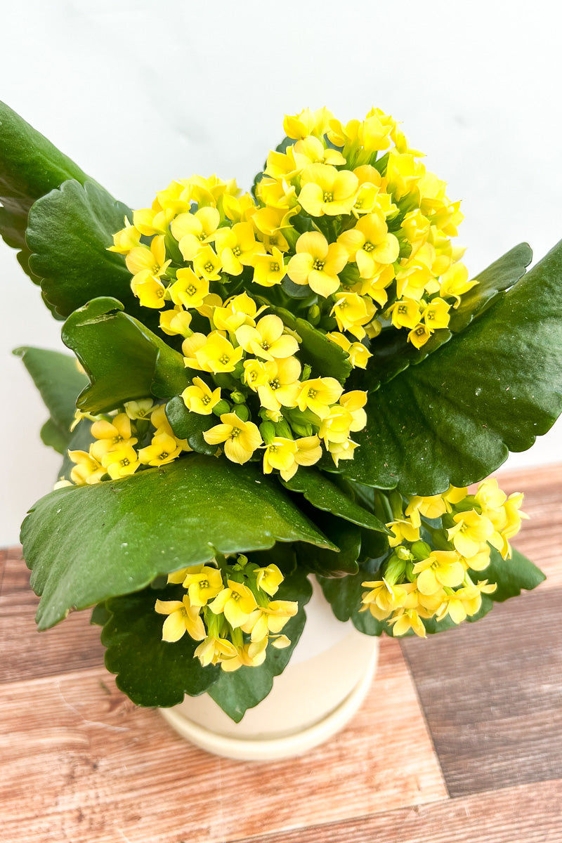 Kalanchoe, Yellow  4"