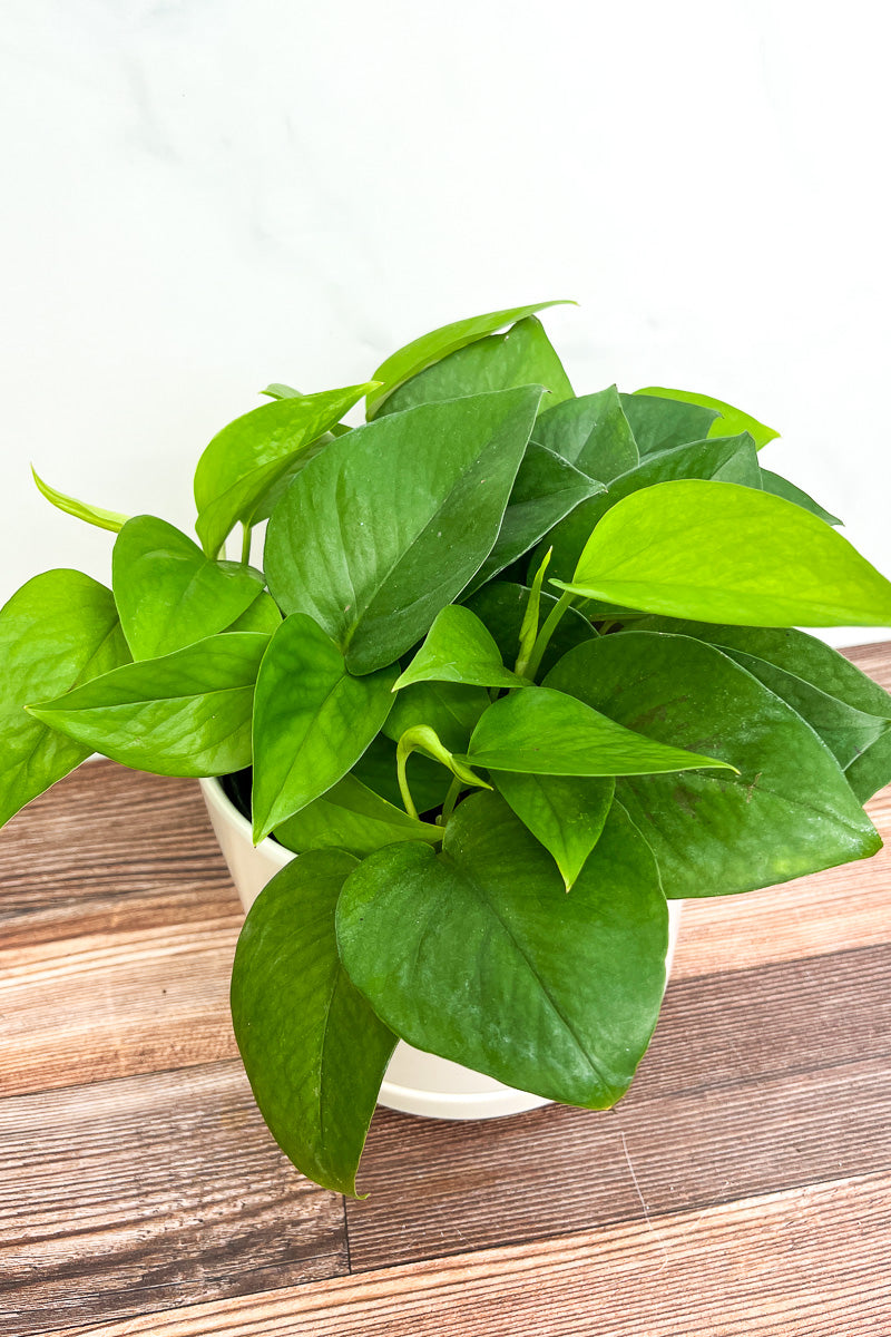 Pothos, Jade 6"