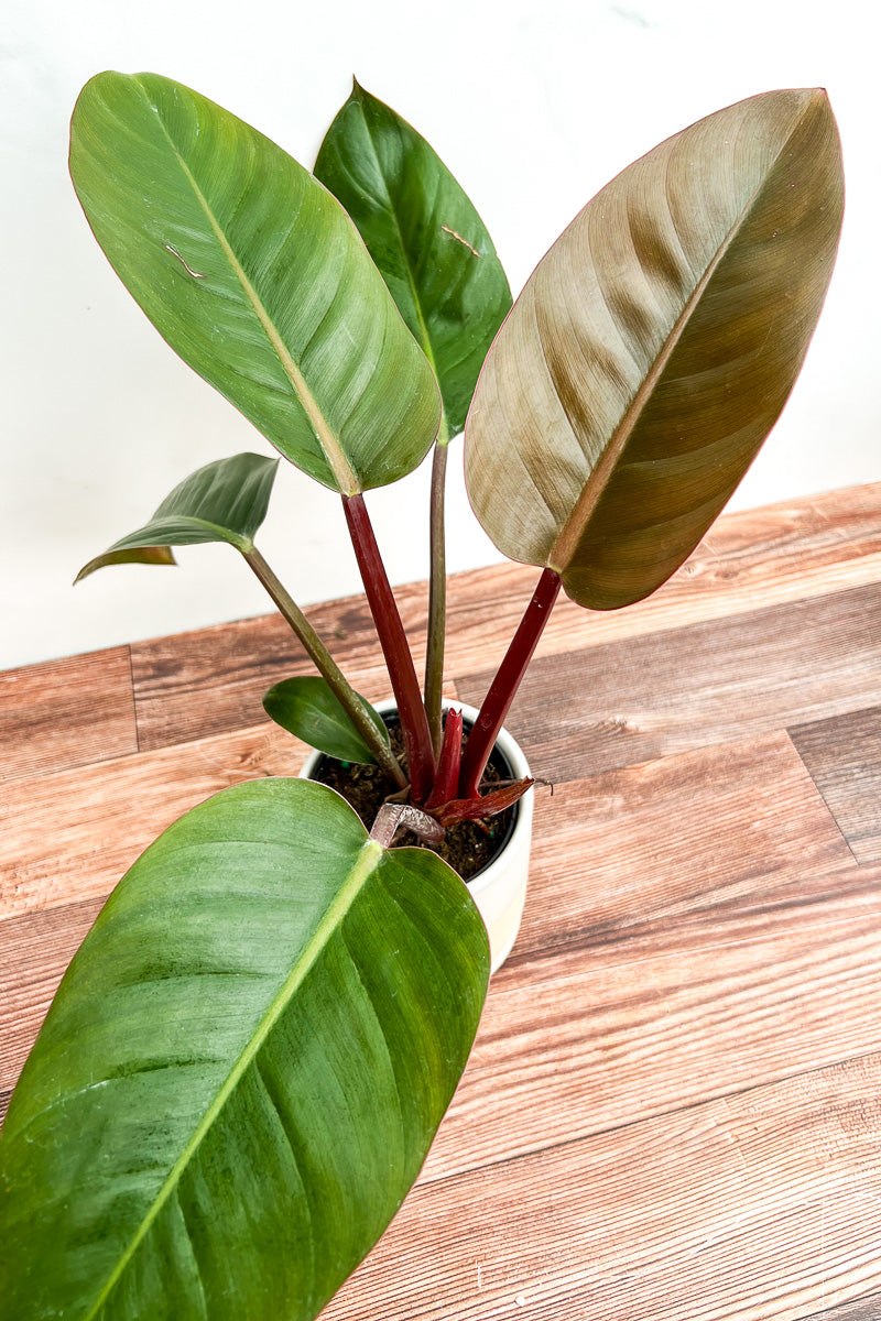 Philodendron, Black Cardinal  4"