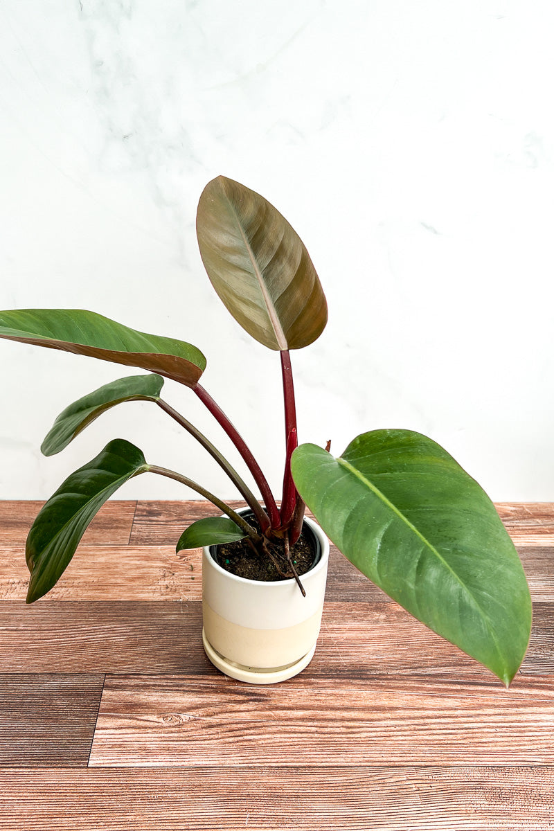 Philodendron, Black Cardinal  4"