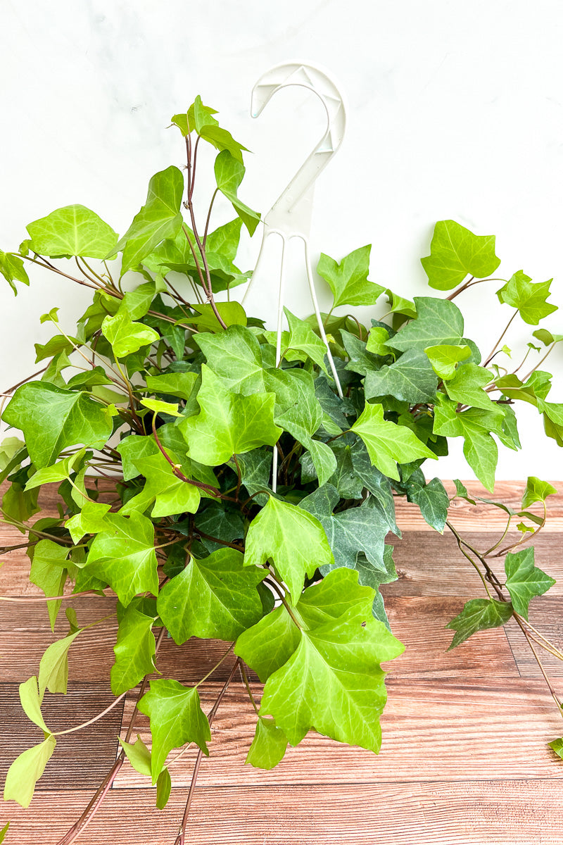 Ivy,  Lemon Algerian 8" Hanging Basket