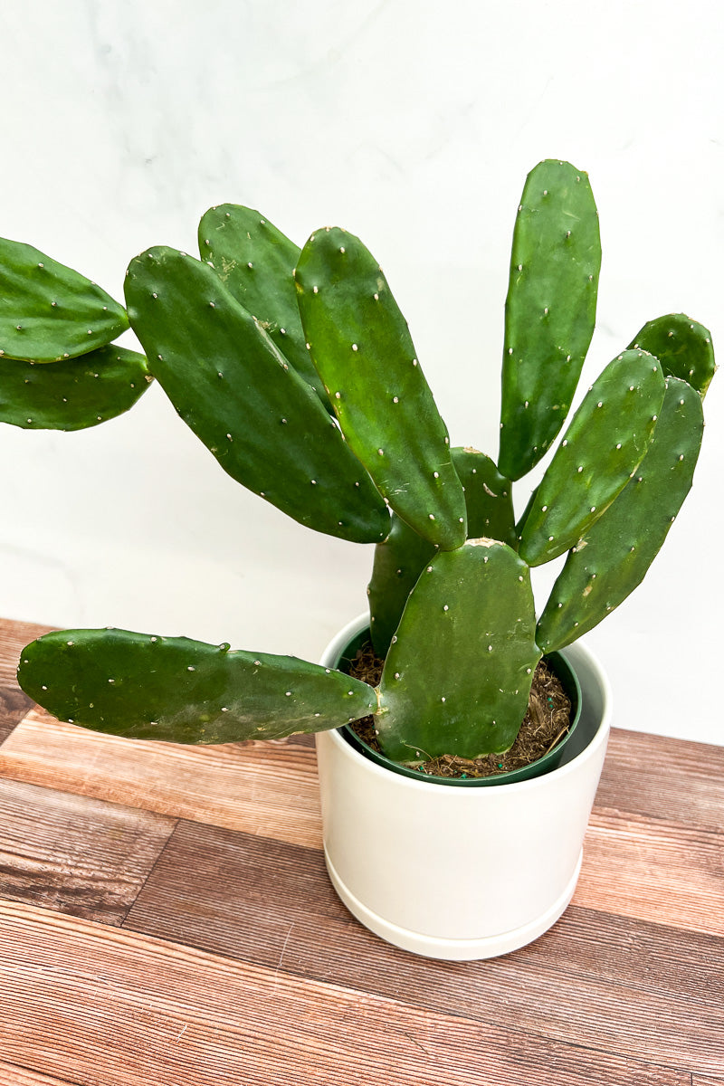 types of opuntia cactus Cactus, Opuntia 6" – Chalet