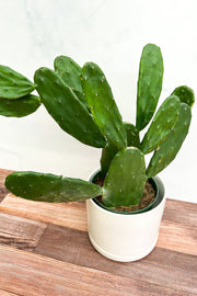 Cactus, Opuntia 6"
