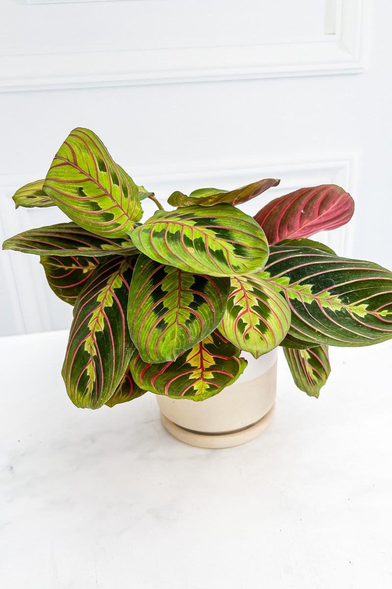 Prayer Plant, Red Veined 4"