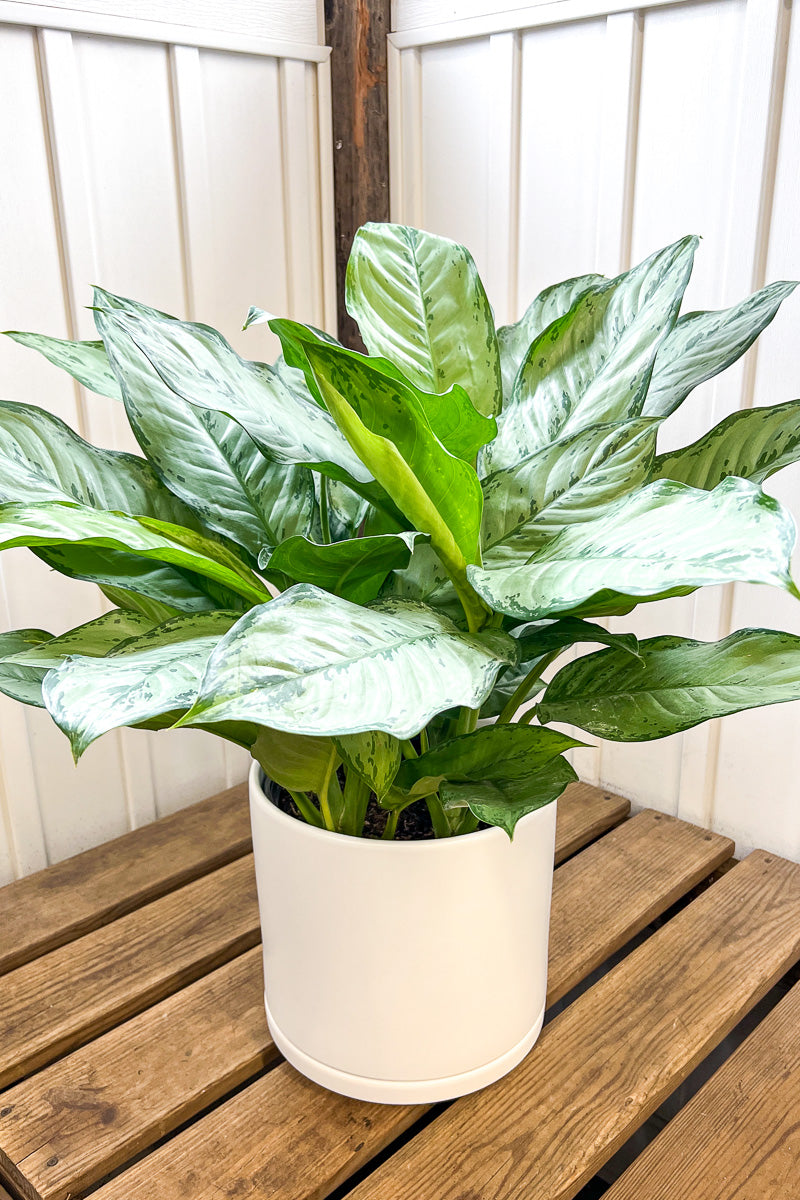 Chinese Evergreen, BJ Freeman 10"