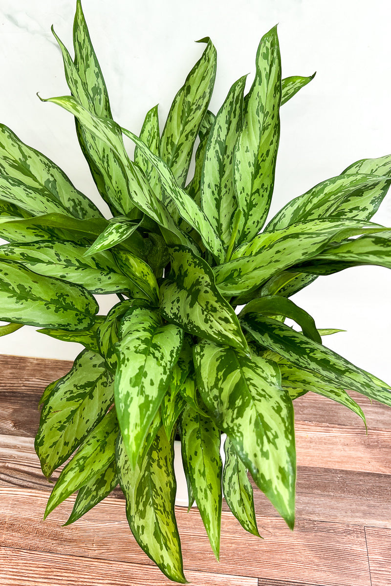 Chinese Evergreen, Romeo 6"