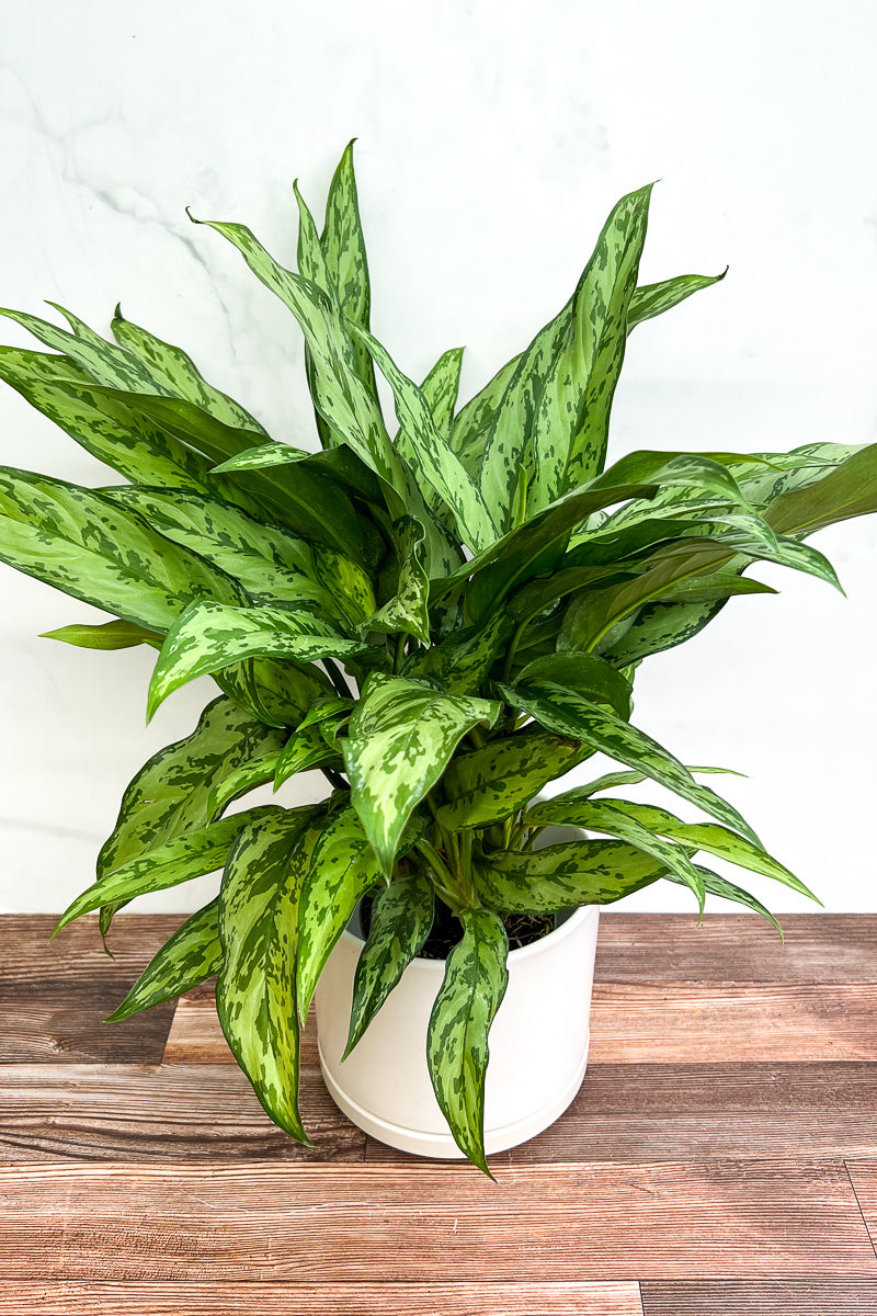 Chinese Evergreen, Romeo 6"