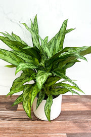 Chinese Evergreen, Maria Emerald Beauty 6"