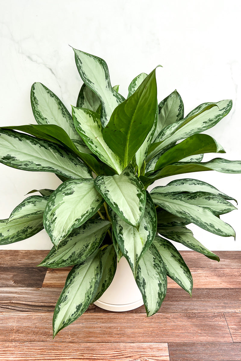 Chinese Evergreen, Emerald Bay 8"