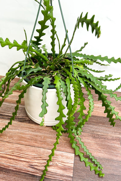 ric rac cactus soil Cactus, Ric Rac 8