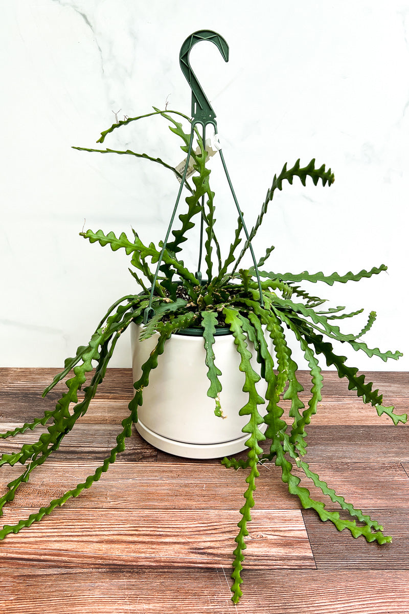 cactus hanging plant with flowers Cactus, Ric Rac 8" Hanging Basket