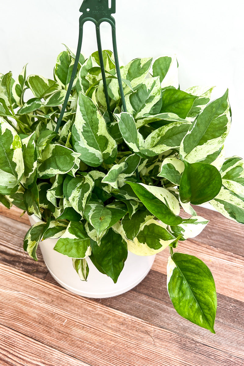 Pothos, Pearls and Jade 11" Hanging Basket