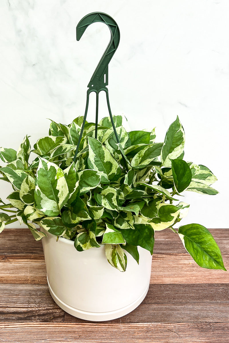 Pothos, Pearls and Jade 11" Hanging Basket