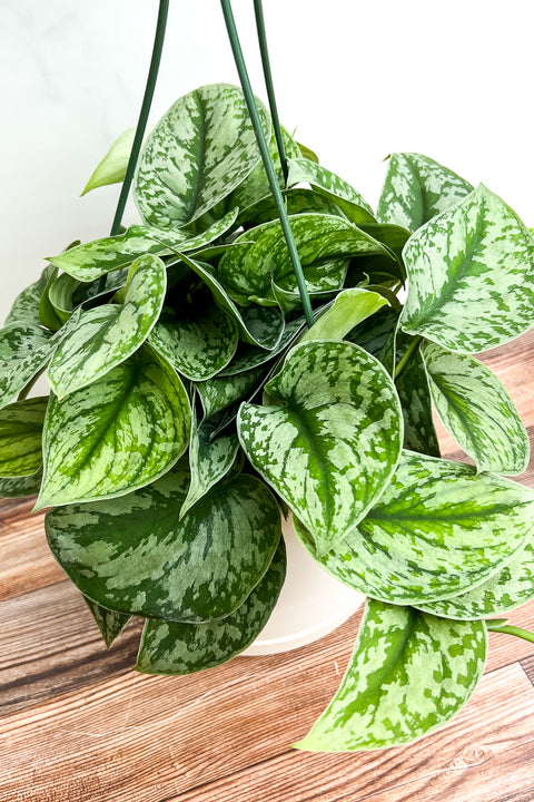 Pothos, Silver Satin 8" Hanging Basket