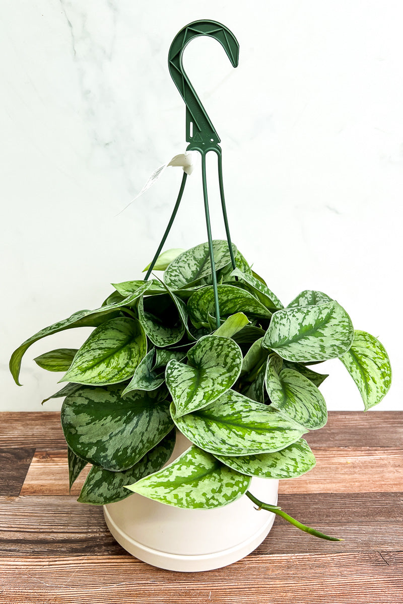 Pothos, Silver Satin 8" Hanging Basket