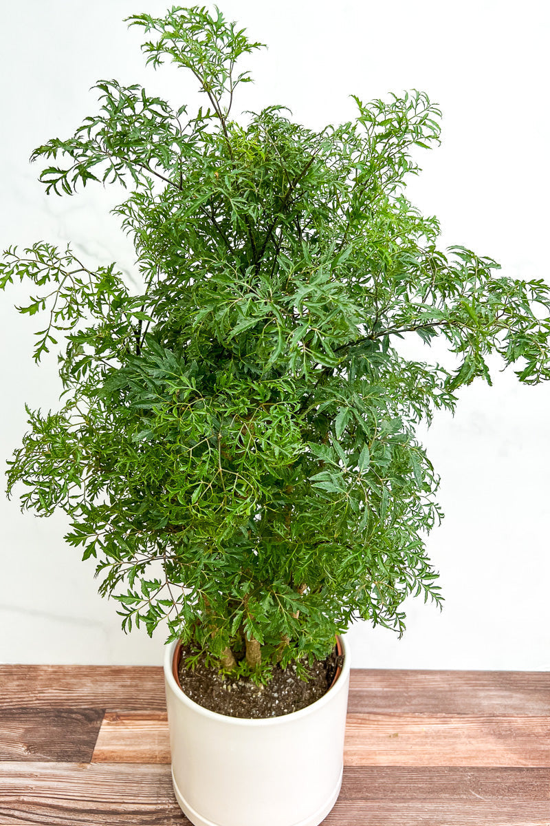 Aralia, Ming Stump, Standard 8"