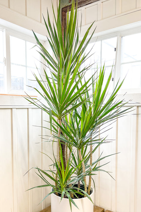 Dracaena, Marginata 14" Staggered