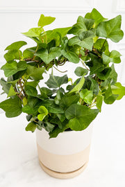 TOPIARY, IVY HEART 4"