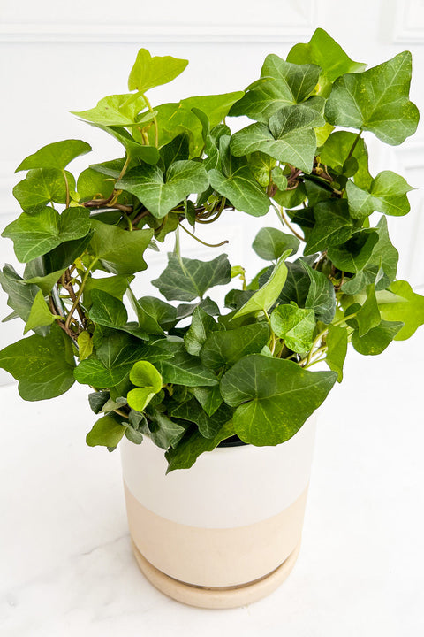 Ivy, Heart Topiary 4"