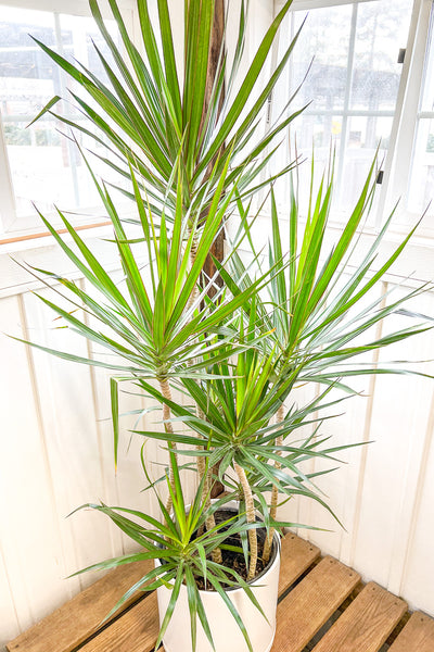 Dracaena, Marginata 14" Staggered