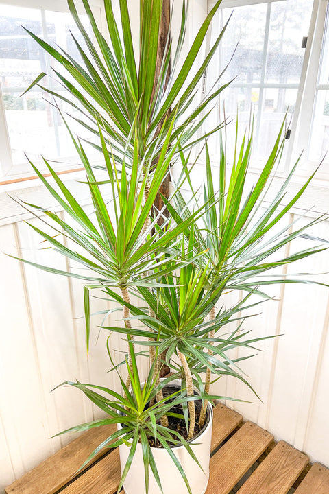 Dracaena, Marginata 12" Staggered