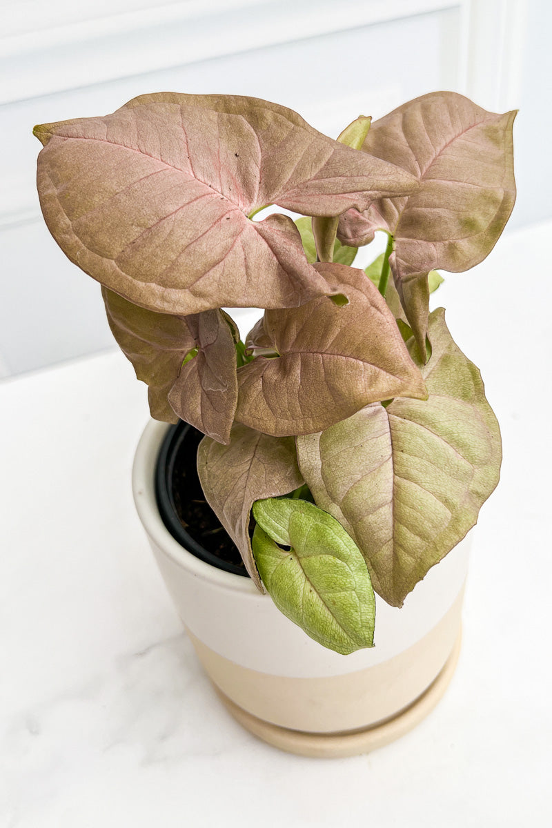 Syngonium, Neon Pink  4"