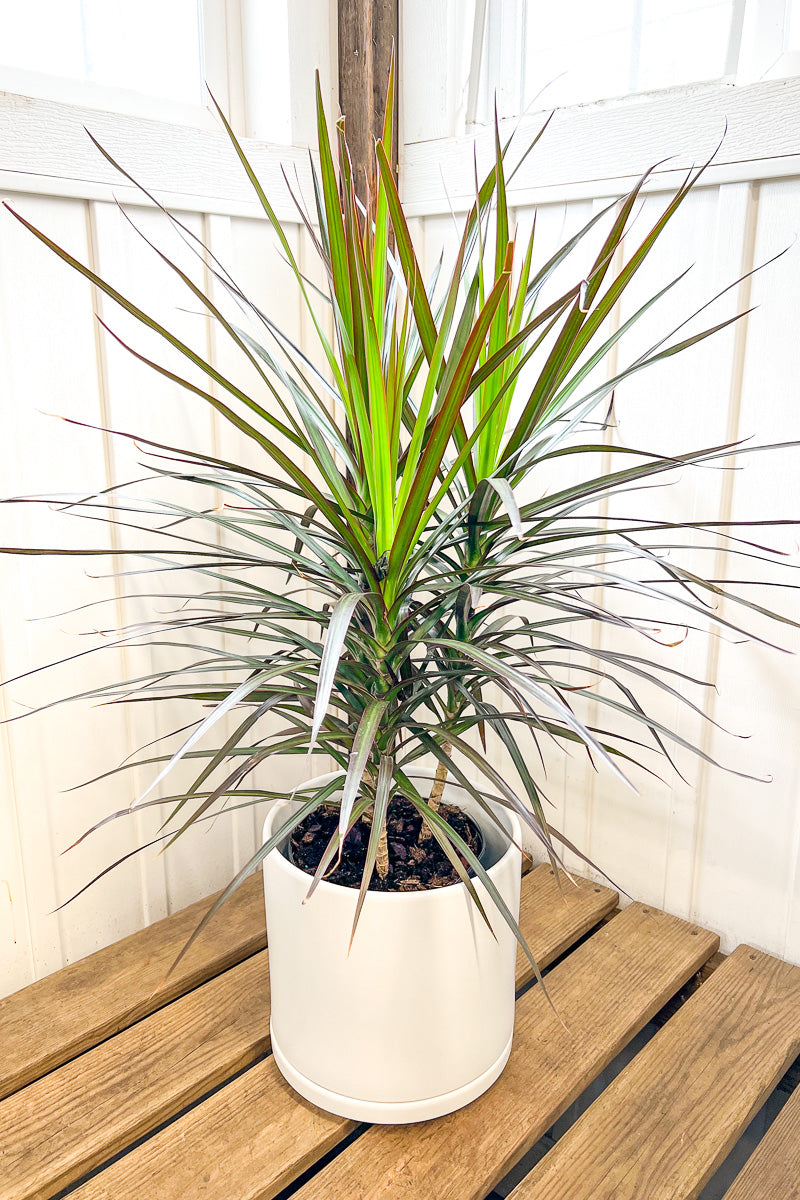 Dracaena, Marginata Magenta 10"