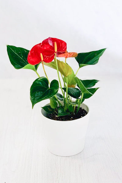 Anthurium, Species Red 4"