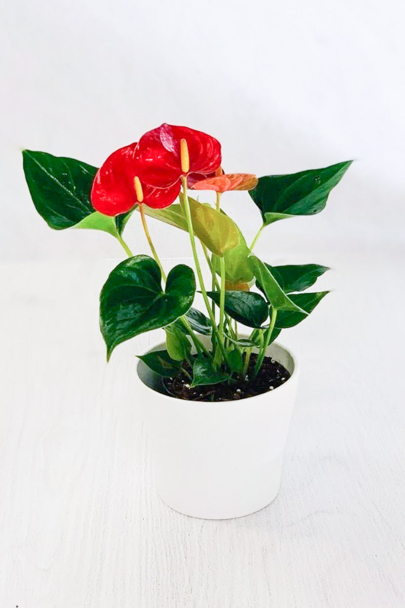 Anthurium, Species Red 6"