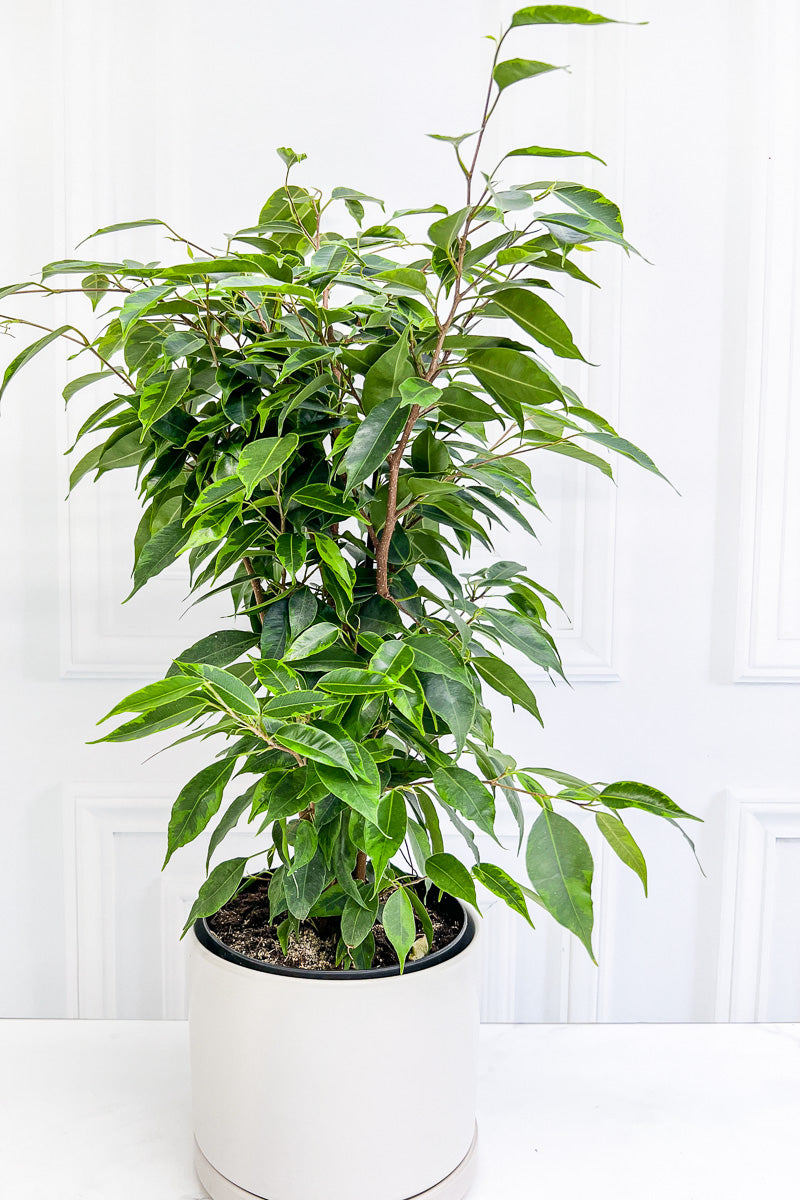 Ficus, Anastasia 17Cm Variegated