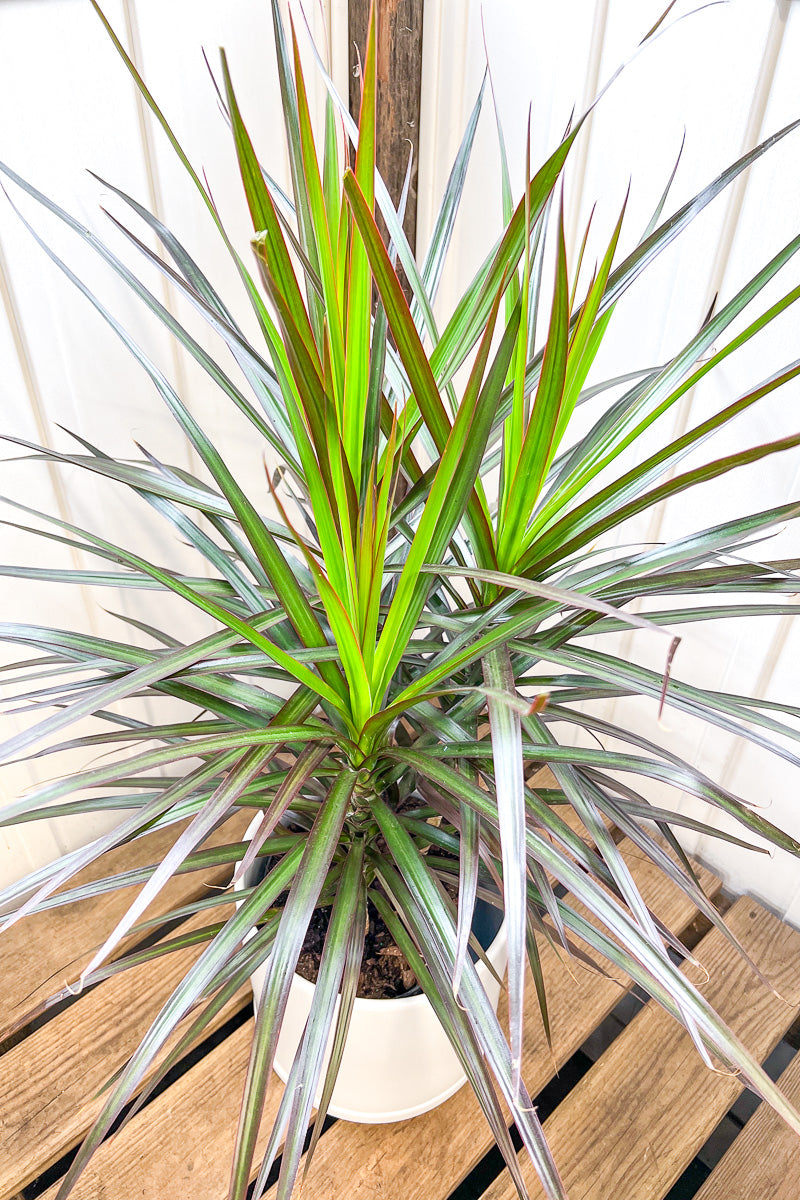 Dracaena, Marginata Magenta 10"