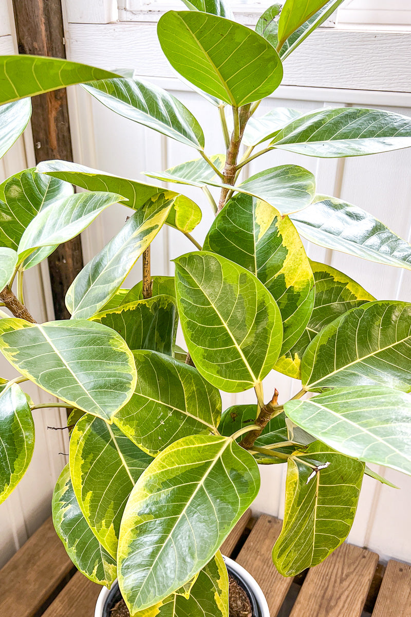 Ficus Altissima Audrey 14" Std