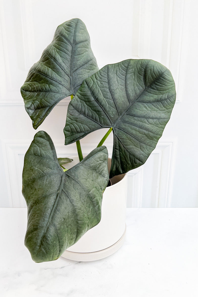 Alocasia, Nebula 12Cm