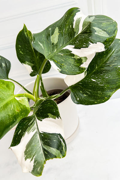 Philodendron, White Wizard