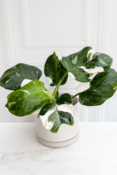 Philodendron, White Wizard