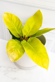 Philodendron Moonlight 12Cm