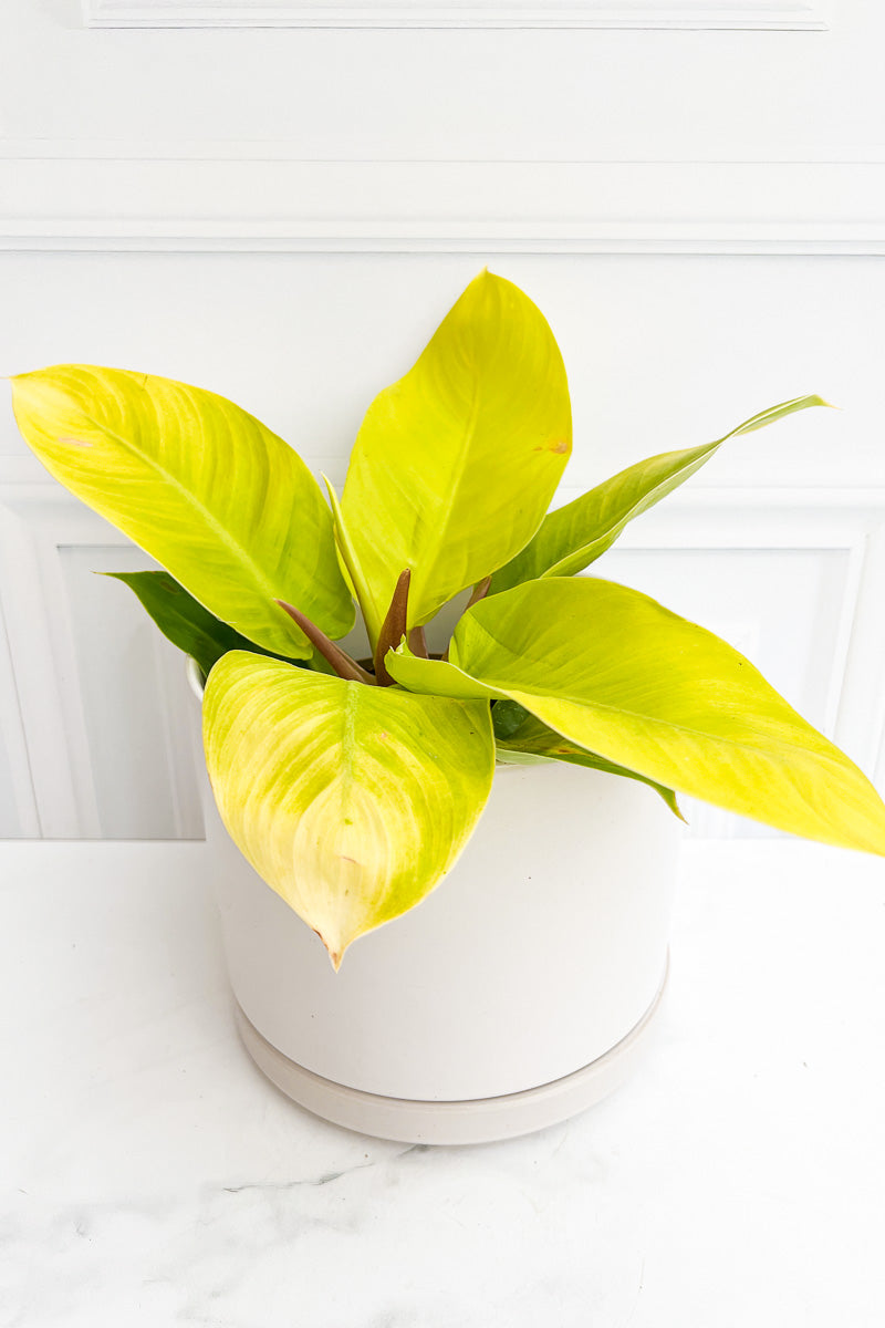 Philodendron, Moonlight 12Cm