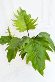 Philodendron, Mayoi 17Cm